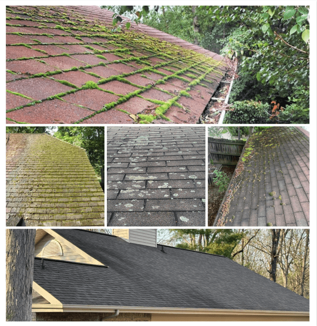 roof inspection signs - algae, moss, or lichen growth